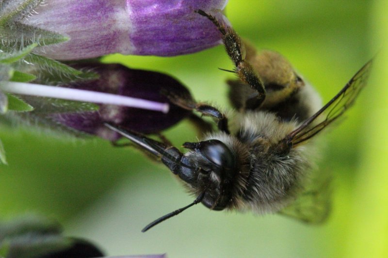 ABEILLE qui butine. 2024. Sur  CONSOUDE à l'entrée de la forêt d'Orléans à Fay aux Loges. FLORA ASSADI